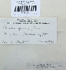 Bovista plumbea image
