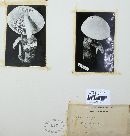 Volvariella bombycina image