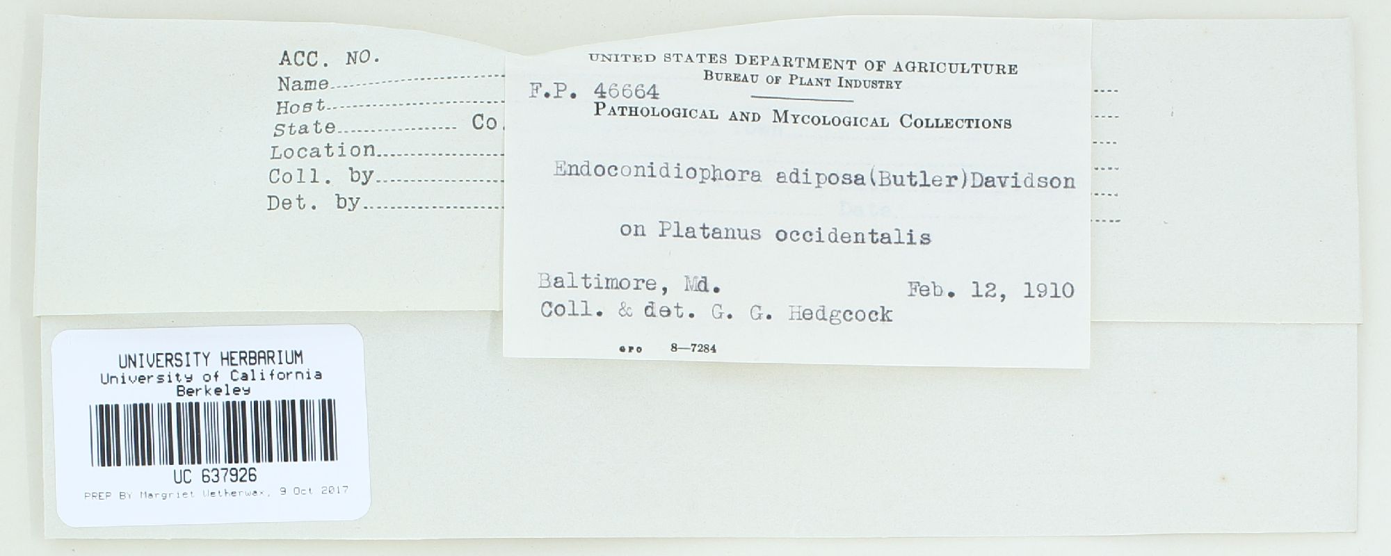Ceratocystis adiposa thumbnail