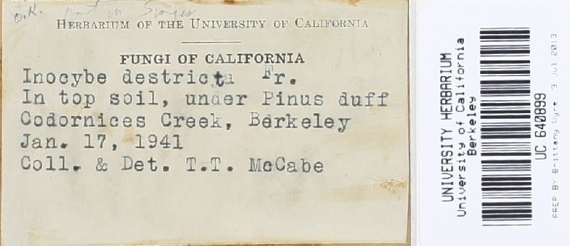 Inocybe destricta image