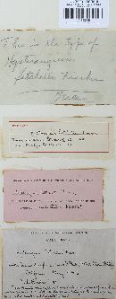 Hysterangium setchellii image