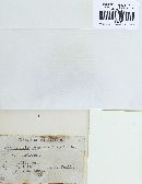 Pseudochaete tabacina image