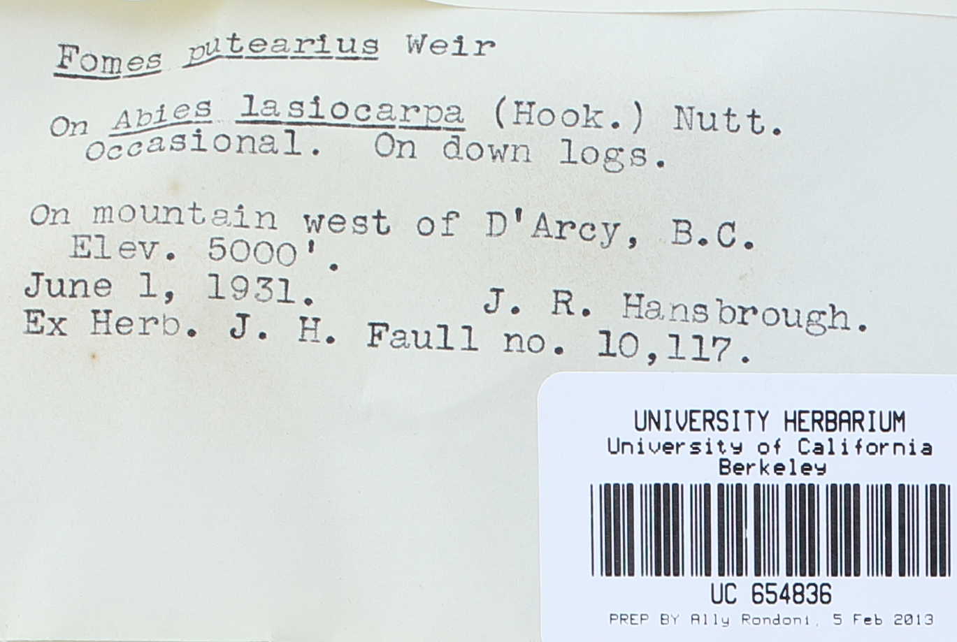 Phellopilus nigrolimitatus