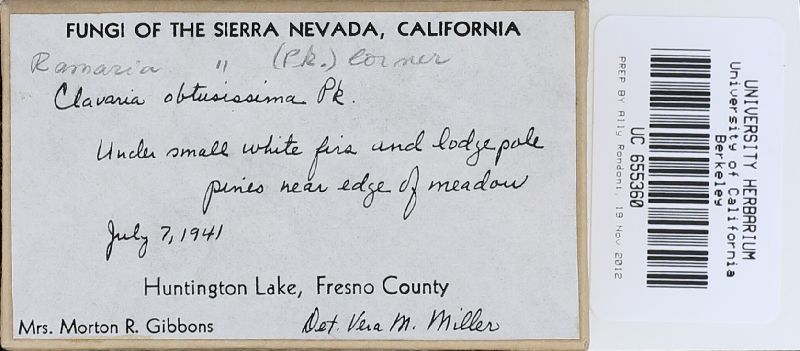 Ramaria obtusissima image