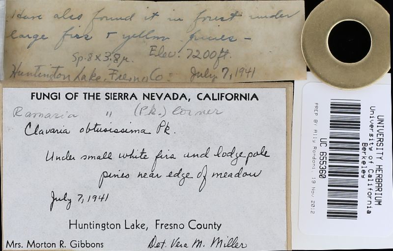 Ramaria obtusissima image