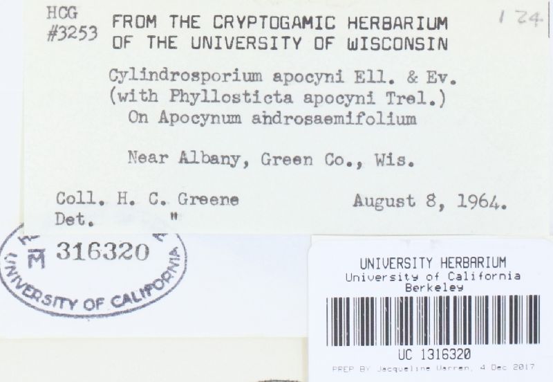 Cylindrosporium apocyni image