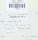 Mycena purpureofusca image