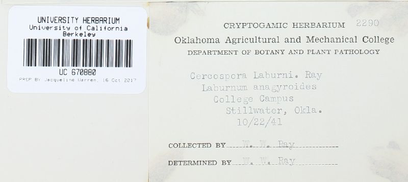 Cercospora laburni image