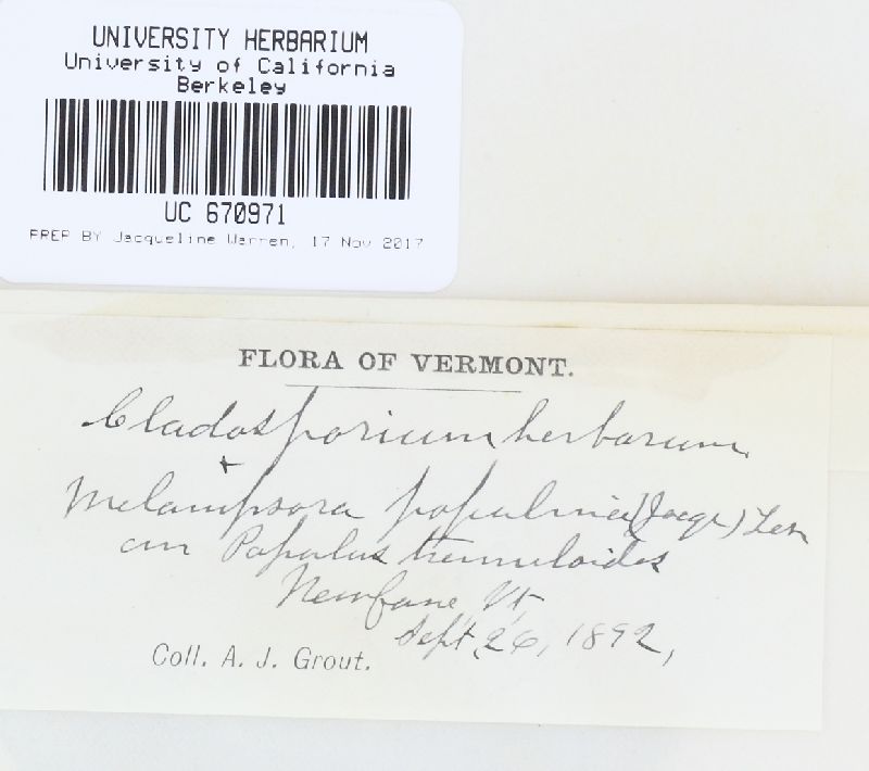 Cladosporium herbarum image