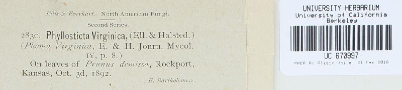 Phyllosticta virginica image