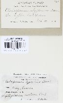 Cladosporium typharum image