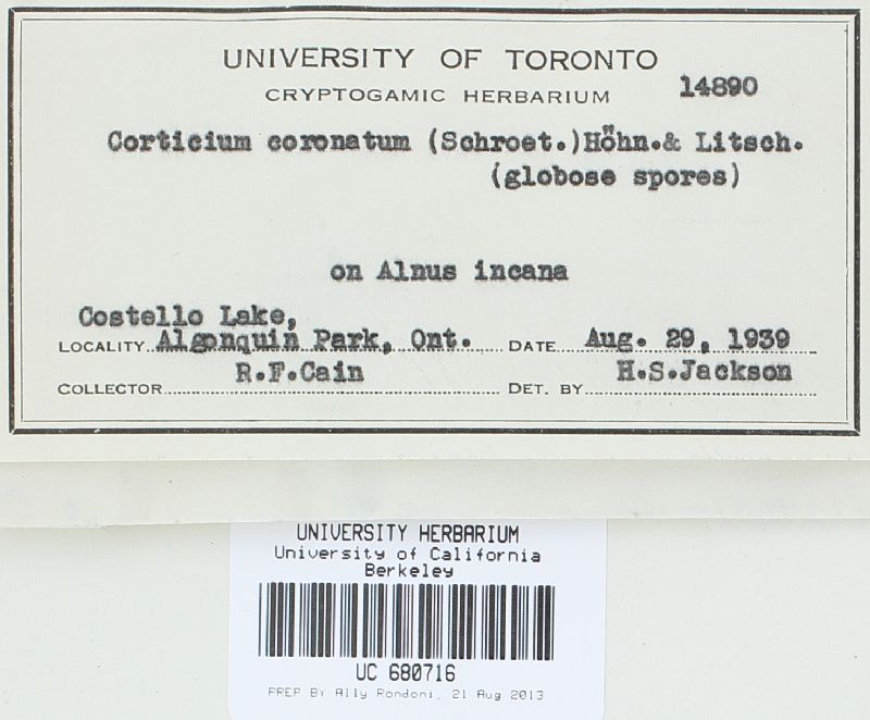 Botryobasidium pruinatum image