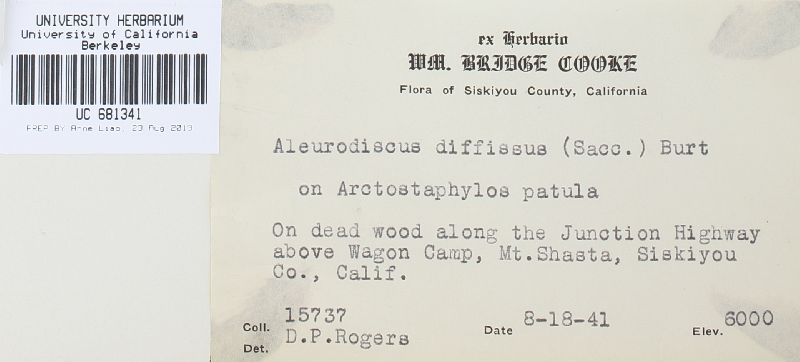 Aleurodiscus diffissus image
