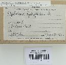 Psathyrella piluliformis image