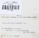 Cymadothea trifolii image