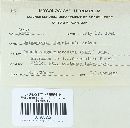 Melampsora medusae image