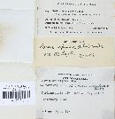 Ceriporia spissa image