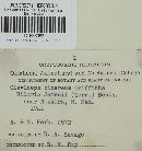 Claviceps cinerea image