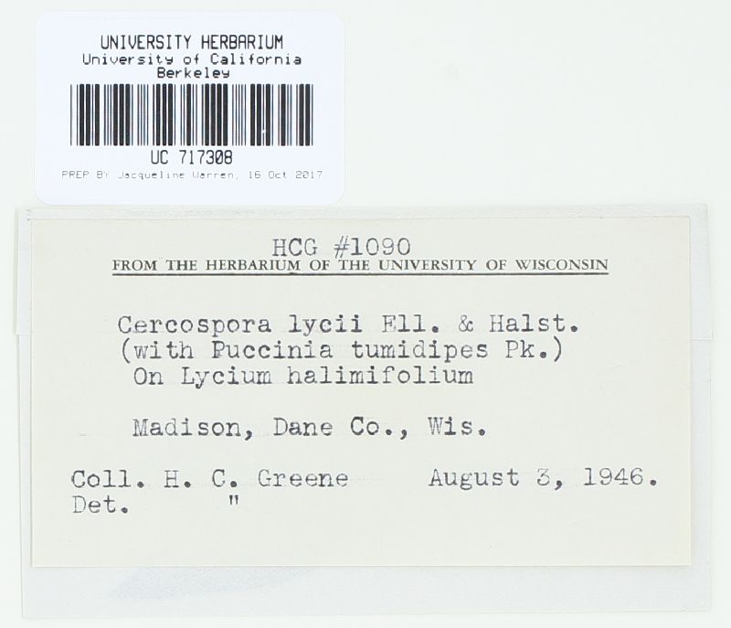 Cercospora lycii image