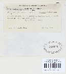 Puccinia oenotherae image