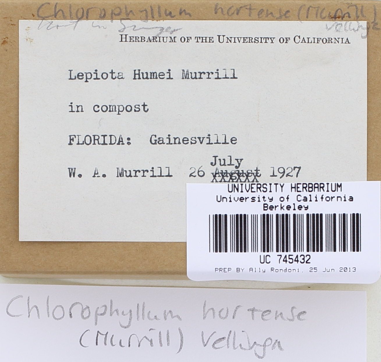 Chlorophyllum hortense thumbnail