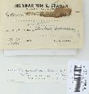 Hydnellum aurantiacum image