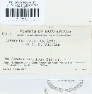 Ravenelia igualica image