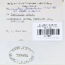 Pucciniastrum goeppertianum image