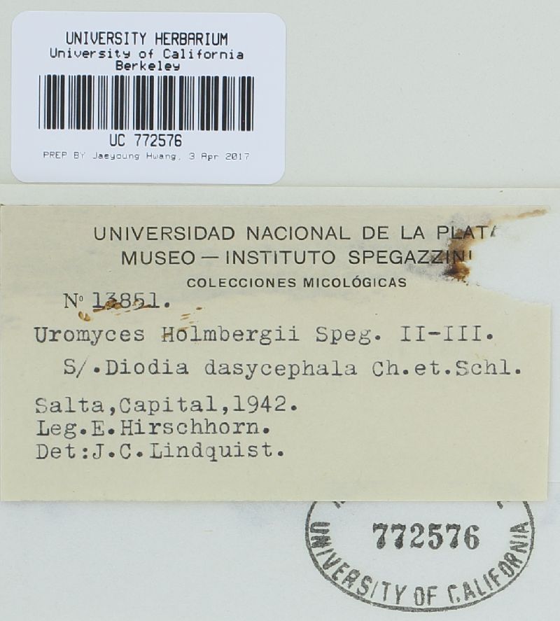 Uromyces holmbergii image