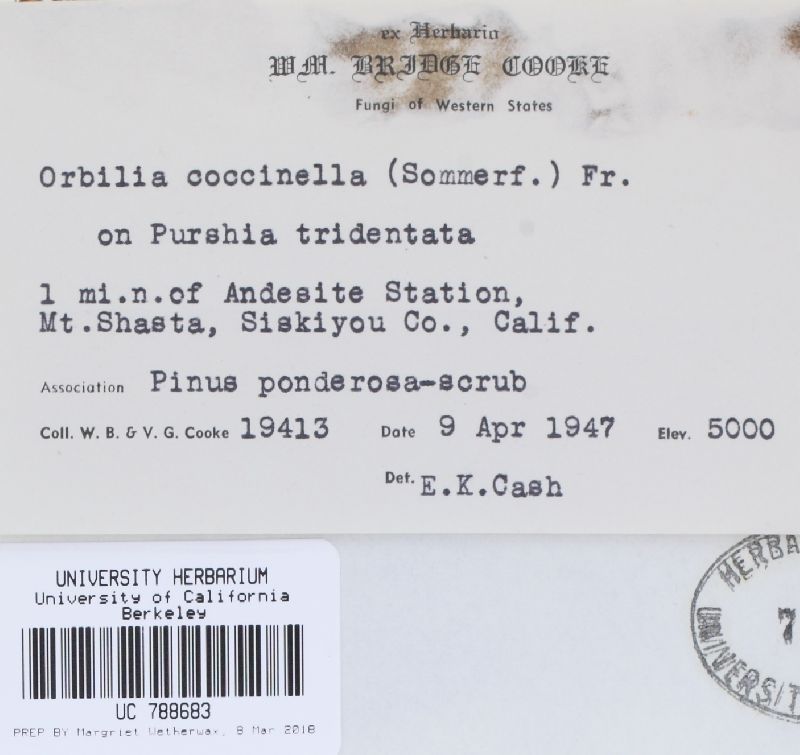 Orbilia delicatula image