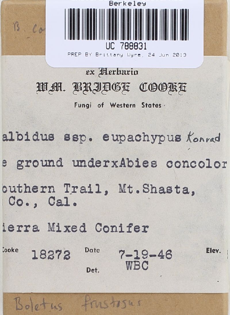 Boletus frustosus image