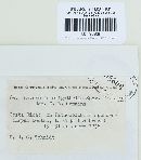 Ravenelia oligotheles image