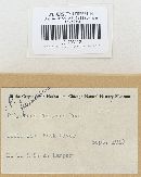 Bjerkandera fumosa image