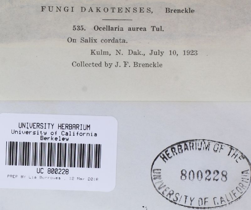 Pezicula ocellata image