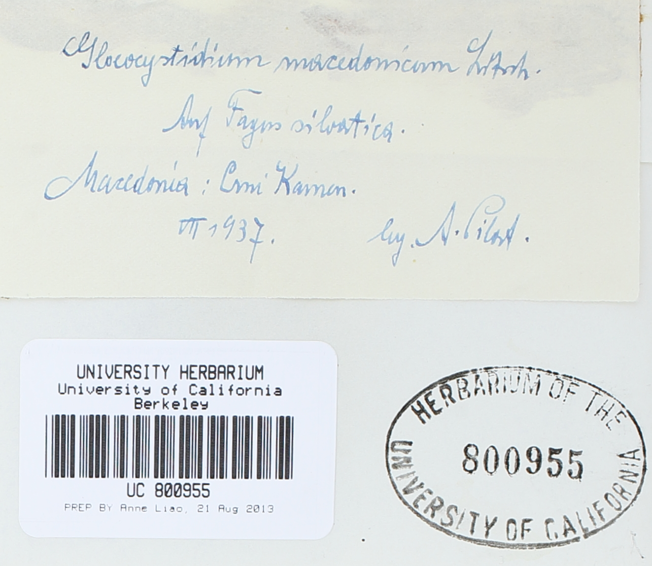 Hyphoderma macedonicum