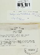 Cheilymenia theleboloides image