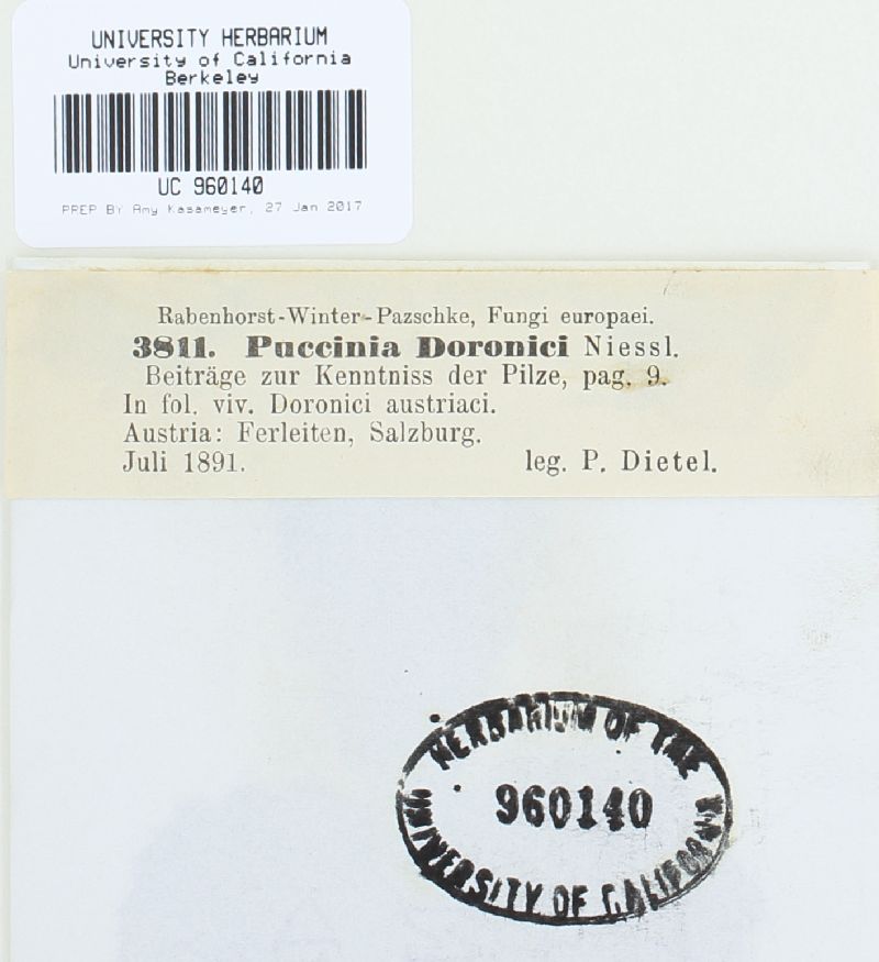 Puccinia doronici image