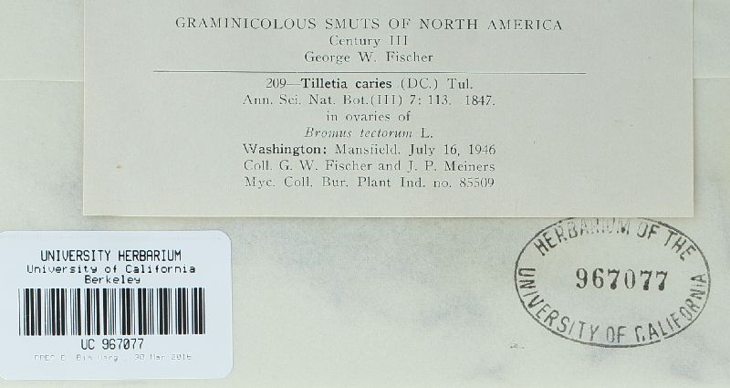 Tilletia bromi image