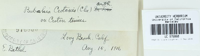 Phakopsora crotonis image