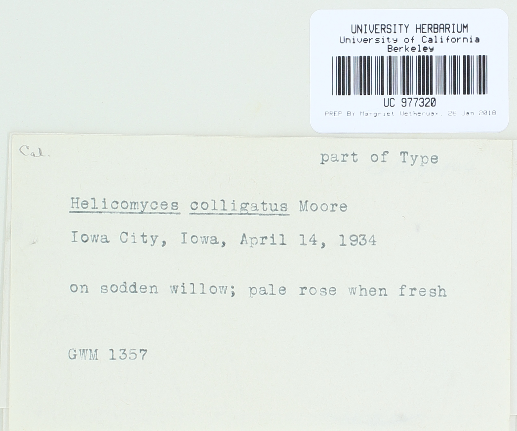 Helicomyces colligatus