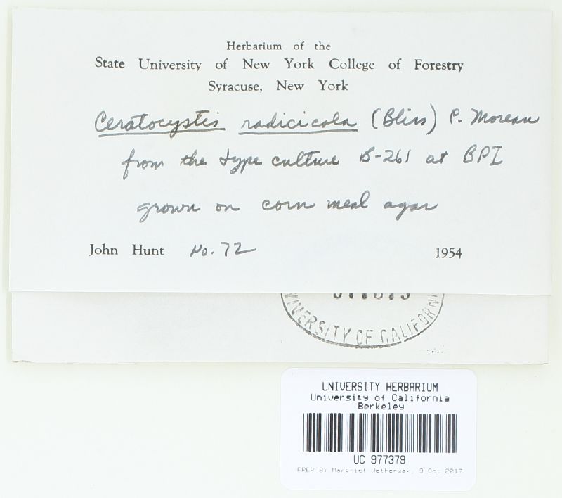 Ceratocystis radicicola image