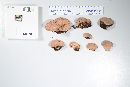Fomitopsis cajanderi image