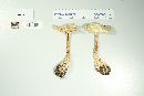 Amanita cokeri image