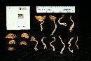 Heimioporus betula image