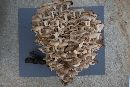 Polyporus umbellatus image
