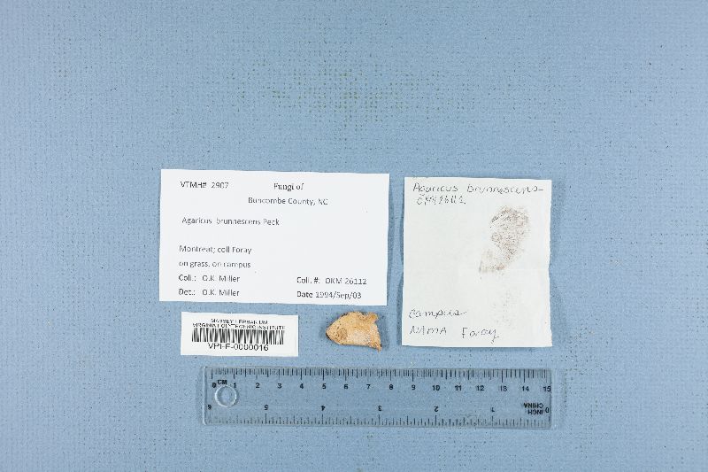 Agaricus brunnescens image