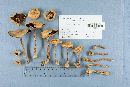 Agaricus silvicola image