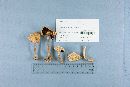 Agaricus silvicola image