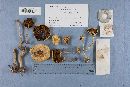 Media resource of Agrocybe paludosa