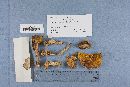 Amanita parcivolvata image